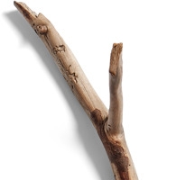 棕色树枝干枯
