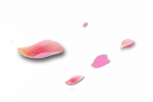 花瓣