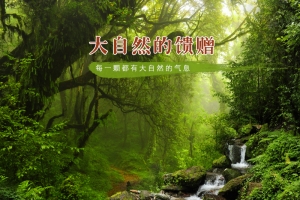 森林大自然坚果PSD分层主图背景素材