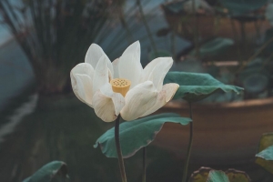 莲花 花 白色 芽 花瓣 开花 4k壁纸 3840x2160