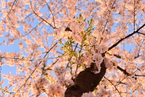 樱花 花 树 树枝 底部视图 4k壁纸 3840x2160