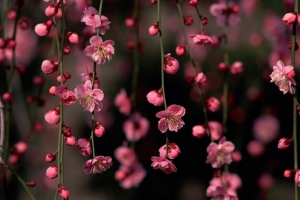 粉色花瓣背景图高清壁纸