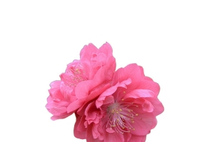 精美免抠png桃花朵朵开 单朵桃花png