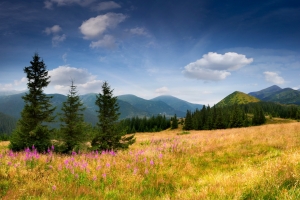 山 鲜花 杉木树 天空 云 5K风景壁纸