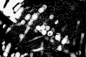 蜘蛛 蜘蛛网 滴 黑白 眩光 4k壁纸 3840x2160