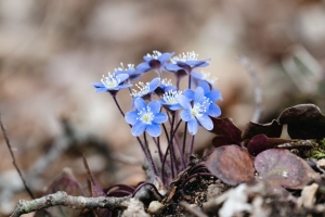  hepatica 花 花瓣 宏观 蓝色 4k壁纸 3840x2160