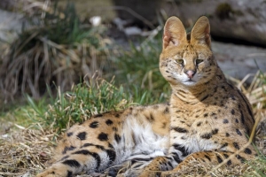  serval 动物 捕食者 大猫 4k壁纸 3840x2160