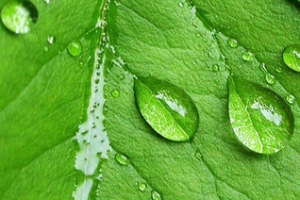 农业虚化朦胧树叶露珠清新背景banner