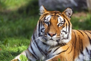 老虎 捕食者 大猫 动物 野生 条纹 4k壁纸 3840x2160