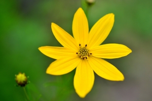金鸡菊5K壁纸