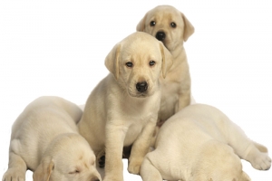 导盲犬幼犬
