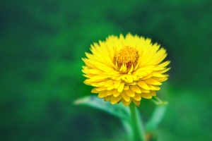 黄色的花朵 金鸡菊4K壁纸