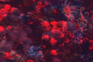 花 浆果 树枝 模糊 拼贴 4k壁纸 3840x2160