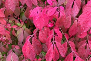 枝 叶 滴 雨 植物 红色 4k壁纸 3840x2160