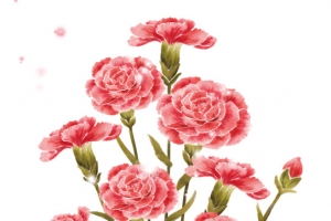 水粉手绘玫瑰花朵