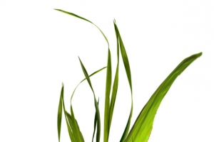 野草小草