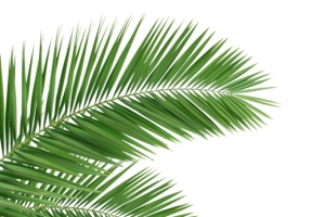 树叶PNG，背景类型