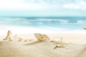 海洋沙滩贝壳