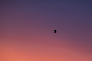 鸟 天空 黄昏 极简主义 4k壁纸 3840x2160