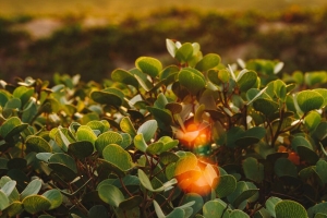 灌木 树叶 眩光 植物 自然 4k壁纸 3840x2160