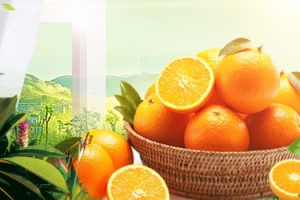 美味橙子促销季景色banner