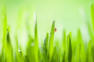 自然 绿草 水滴 4K护眼壁纸