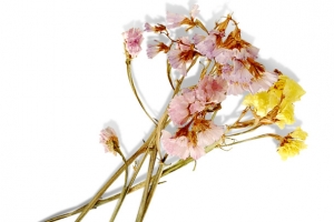 干花图片