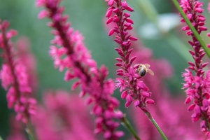 蜜蜂 昆虫 花 植物 宏观 粉红色 4k壁纸 3840x2160