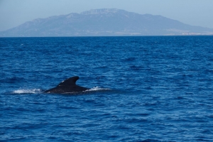 水 海 波浪 鱼 鳍 4k壁纸 3840x2160
