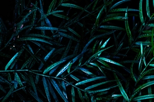 植物背景图