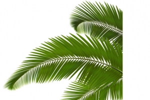 绿色植物椰树叶