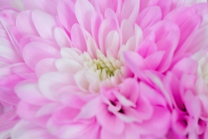 菊花 花 宏 花瓣 粉红色 4k壁纸 3840x2160