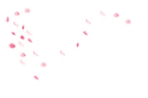 漂浮花瓣