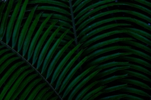 棕榈 树叶 绿色 深色 植物 4k壁纸 3840x2160