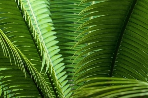 树叶 植物 微距 绿色 特写 4k壁纸 3840x2160