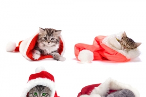 穿着圣诞衣的猫咪