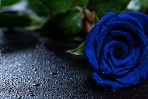 玫瑰 蓝色玫瑰 水滴 花蕾 4k壁纸 3840x2160
