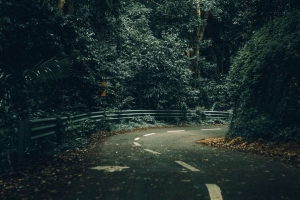 道路 转弯 树木 森林 自然 4k壁纸 3840x2160