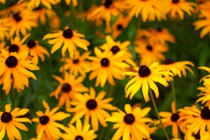  rudbeckia 花 花瓣 黄色 4k壁纸 3840x2160