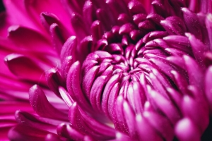 菊花 花 花瓣 微距 紫色 4k壁纸 3840x2160