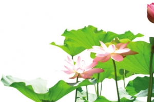 莲花