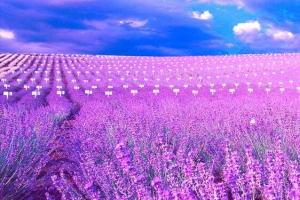 薰衣草花海