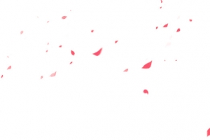 漂浮花瓣
