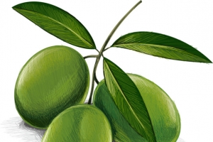 矢量橄榄素材