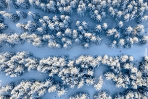 森林 雪 冬天 鸟瞰 4k壁纸 3840x2160