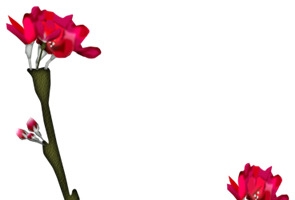 花枝花草红花朵树
