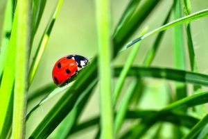 瓢虫 昆虫 草 绿色 宏观 4k壁纸 3840x2160