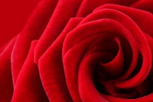 大红色玫瑰花3440x1440壁纸