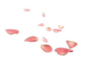 粉红花瓣漂浮