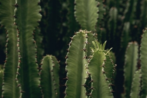 仙人掌 植物 多刺 绿色 废弃 4k壁纸 3840x2160